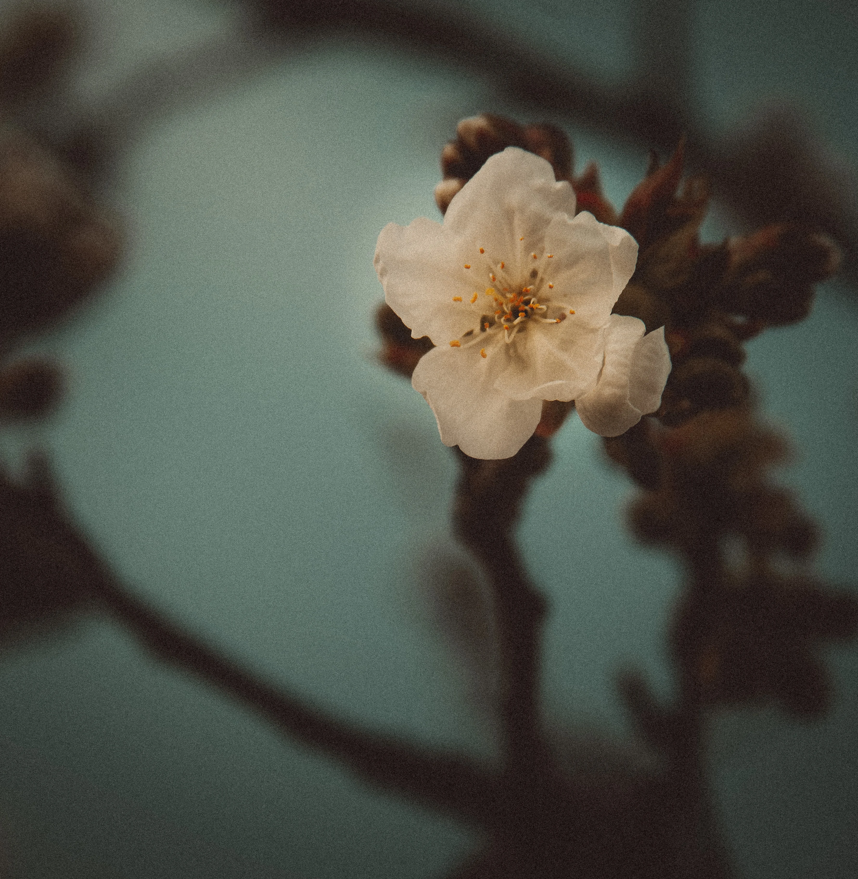 Photographie macro — fleur en gros plan, Privas